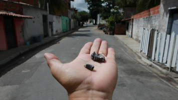Quaest: Violência é apontada como principal problema do Ceará