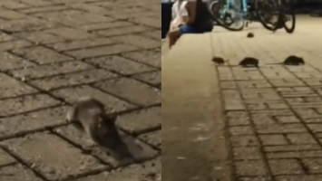 Vídeos flagram ratos em calçadão e praia da Beira-Mar, ponto turístico de Fortaleza; veja