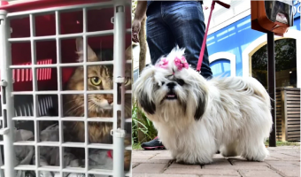 Prefeitura promove consultas, vacinação e castração de cães e gatos em dois bairros de Fortaleza